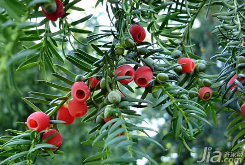 红豆杉的养殖方法 红豆杉的作用