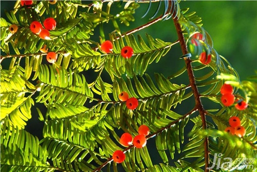 曼地亚红豆杉的作用价值
