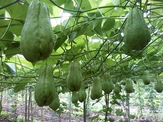 佛手瓜种植方法介绍 佛手瓜图片欣赏大全