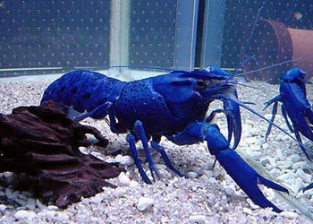 蓝魔虾的繁殖方式