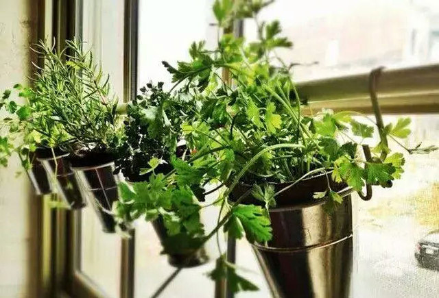 可爱迷你DIY绿植盆栽9/11