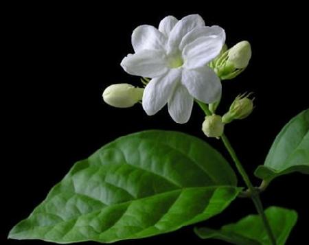 茉莉花资料介绍