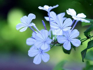 丁香花种植技巧 丁香花养殖方法解析