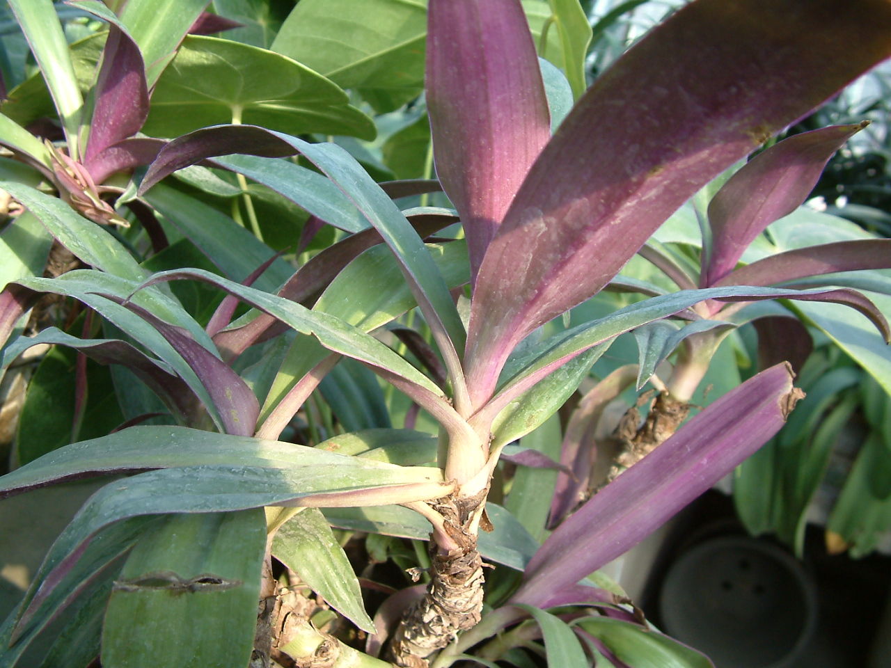盆栽植物紫背万年青如何养护