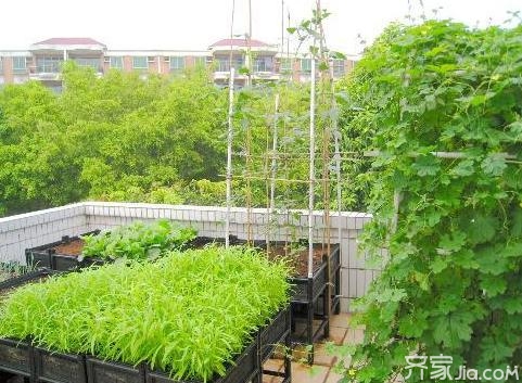 阳台蔬菜种植有哪些方法