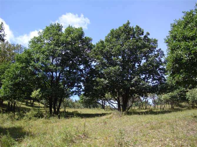 蒙古栎的虫害防治
