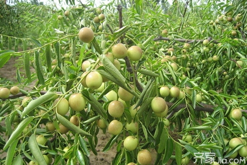黄骅冬枣价格  黄骅冬枣的特色与种植方法