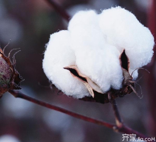 长绒棉是什么 长绒棉的品种有哪些