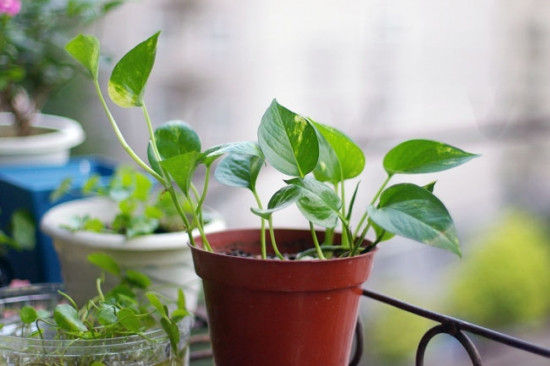 室内绿化植物有哪些 室内绿化植物需要注意什么