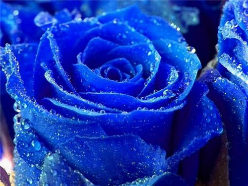 生活常识 百科知识 正文 十二支蓝色妖姬 满天星浪漫花语:哦,我的玫瑰