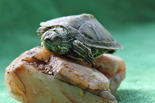 乌龟的饲养秘籍分享 乌龟吃什么食物长得快 _