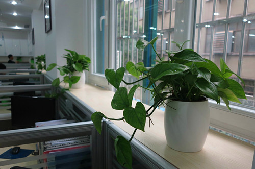 办公室摆放植物风水有哪些禁忌办公室放什么植物效果好