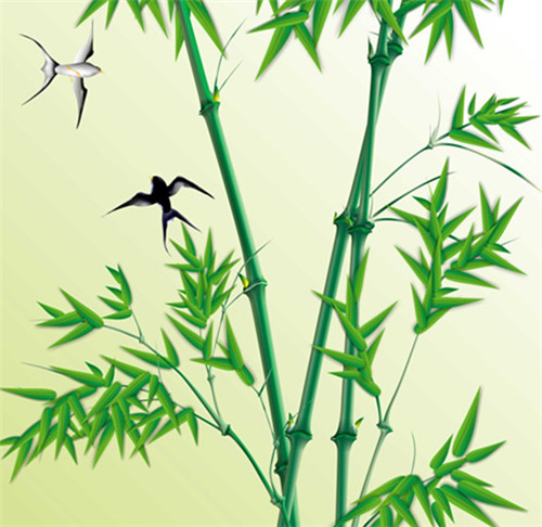 翠竹的象征意义有几种 翠竹有哪些价值_百科知