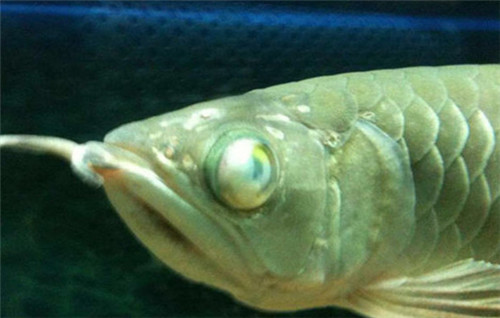 银龙鱼常见病都有哪些 银龙鱼一般能活多久_百