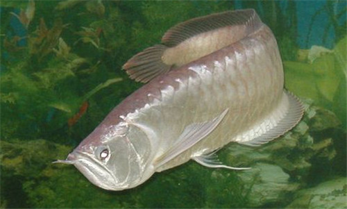 银龙鱼常见病都有哪些 银龙鱼一般能活多久_百
