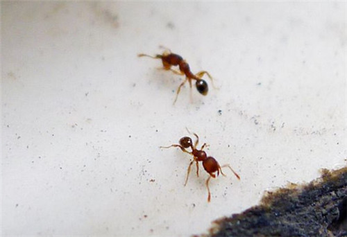 家里有蚂蚁是不好的征兆吗 如何快速除去家中