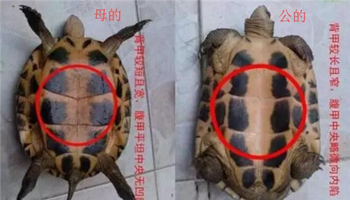 巴西龟怎么分公母4张图让你轻松分清公母巴西龟