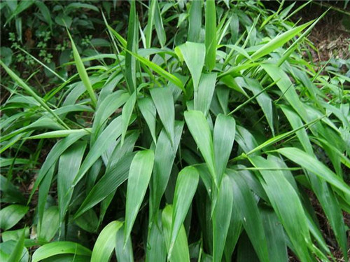 淡竹叶的功效与作用淡竹叶有什么副作用