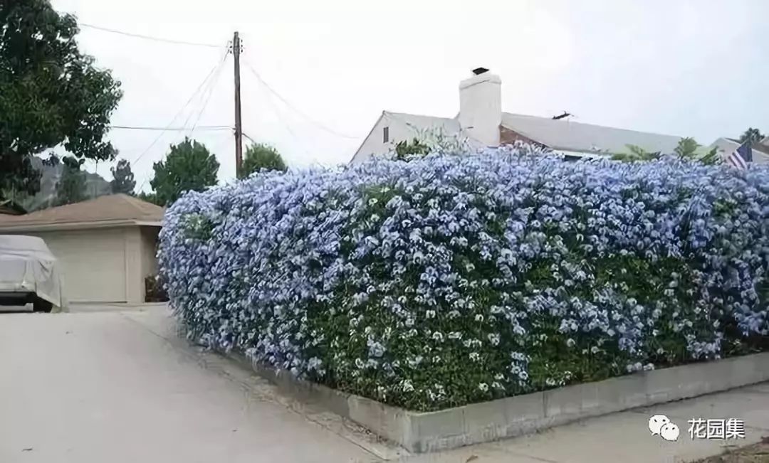 蓝雪花一般为组团式栽培,因其花期较长,且颜色亮度高,常常被作为背景