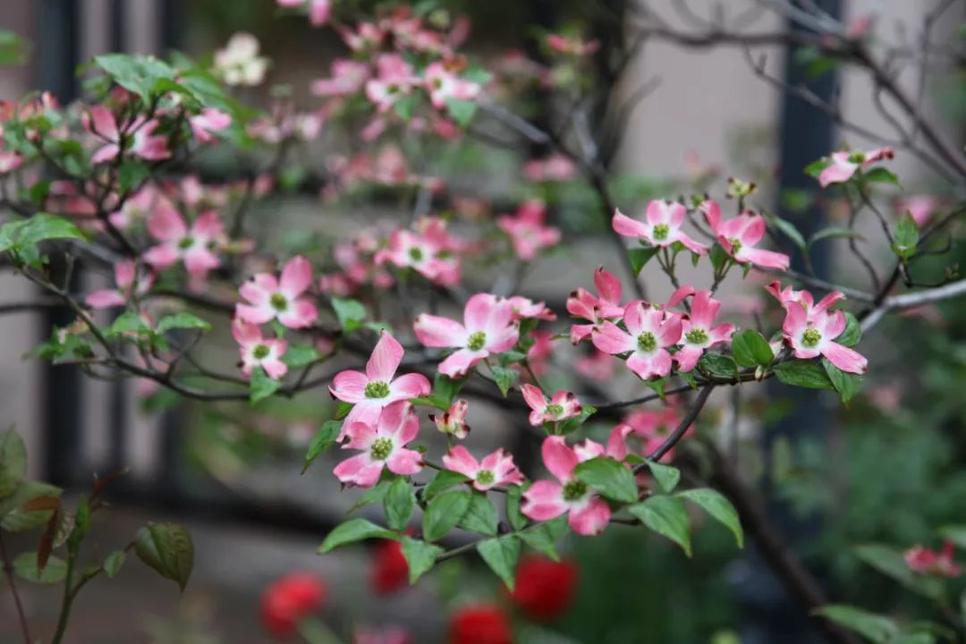 四照花在种植时需要特别注意避免阳光的爆嗮.