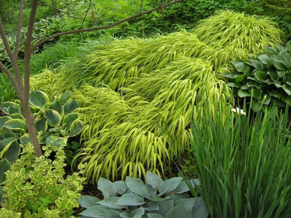 箱根草,非常经典的阴生植物.