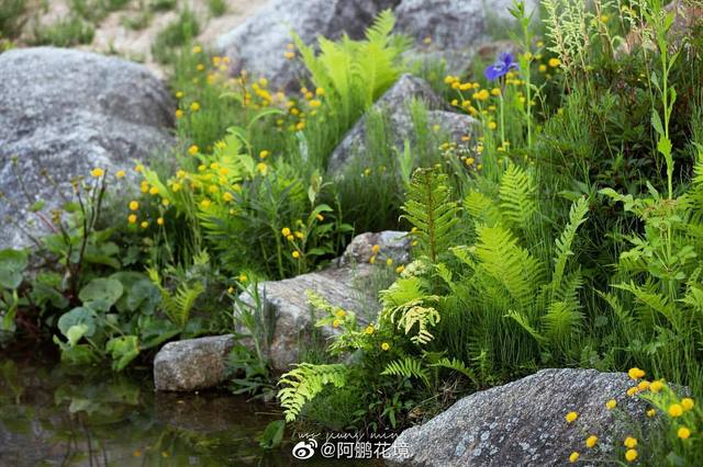 自然主义的岩石溪流植物,花境布置.效果真的和自然长出来的一样.