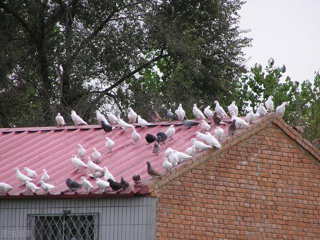 老瓦房改彩钢瓦屋顶怎么加固