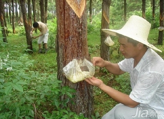 松香的作用有哪些