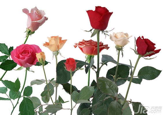 九朵玫瑰代表什么意思 不同颜色九朵玫瑰