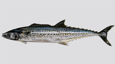 鲅鱼品种分类图片图片