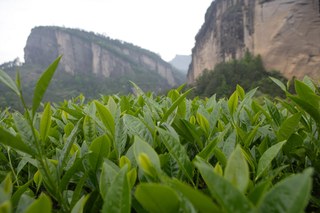 岩茶的种类有哪些
