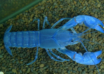 蓝魔虾的种类