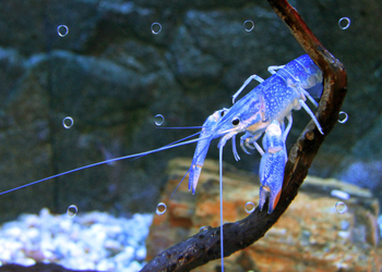 蓝魔虾的养殖方式