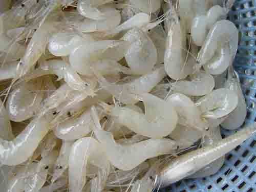 脊尾白虾的营养价值