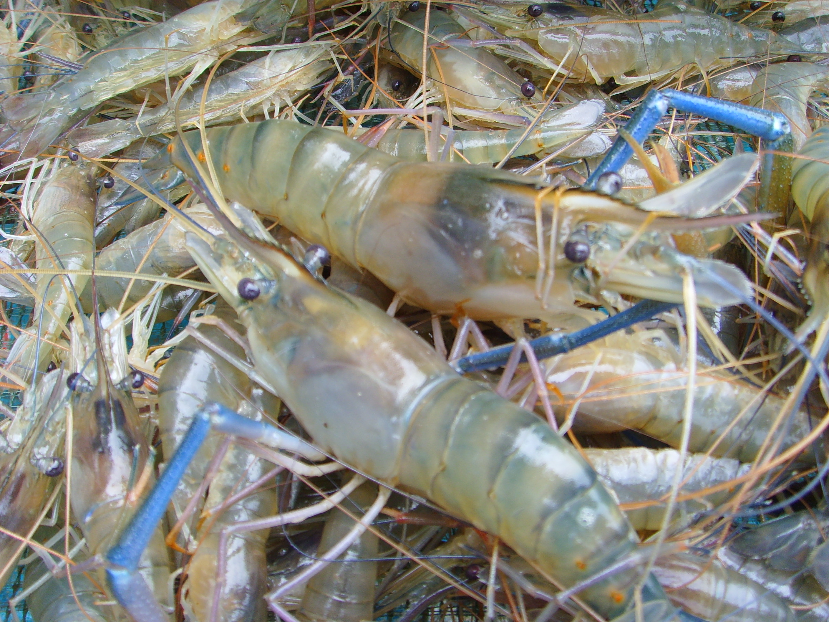 海鲜皮皮虾摄影图高清摄影大图-千库网
