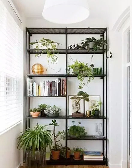 绿色,室内植物,