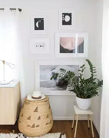 室内植物,绿色,