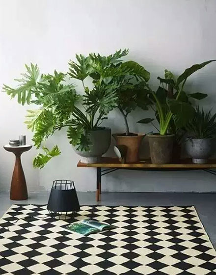 室内植物,绿色,
