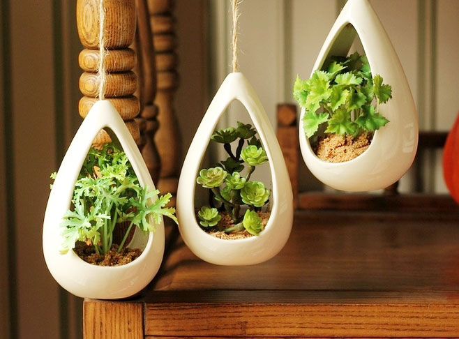 室内植物,绿色,