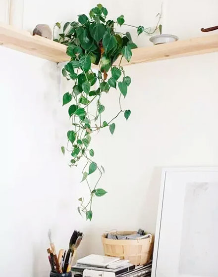 室内植物,绿色,
