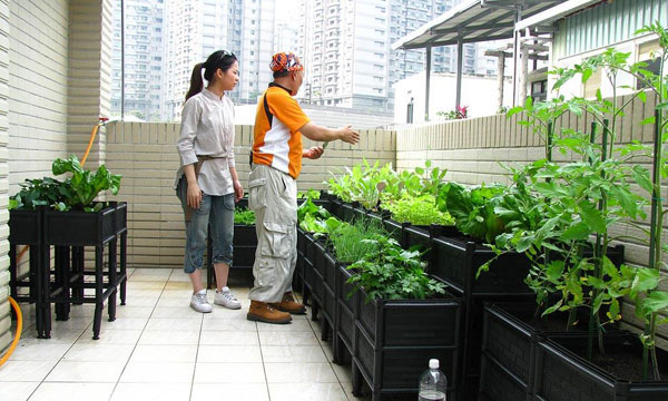 阳台种菜怎么施肥？
