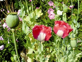 罂粟花图片大全罂粟花的花语及资料介绍 齐家网手机版