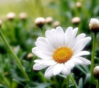白菊花的功效与作用及食用方法白菊花的副作用 齐家网手机版
