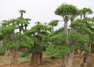 对节白蜡树应用广泛