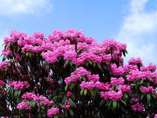 杜鹃花花语介绍 杜鹃花的传说