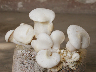 白灵菇的做法 简单学会尽享美味佳肴!