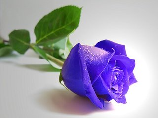 紫玫瑰花语是什么?情人节必备!
