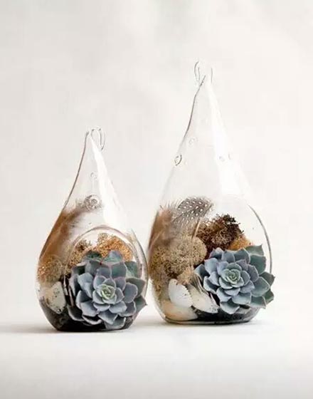 室内植物,绿色,