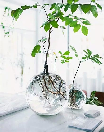 室内植物,绿色,