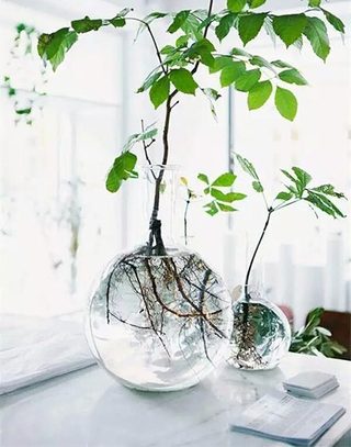 玻璃绿植给你一个美好世界